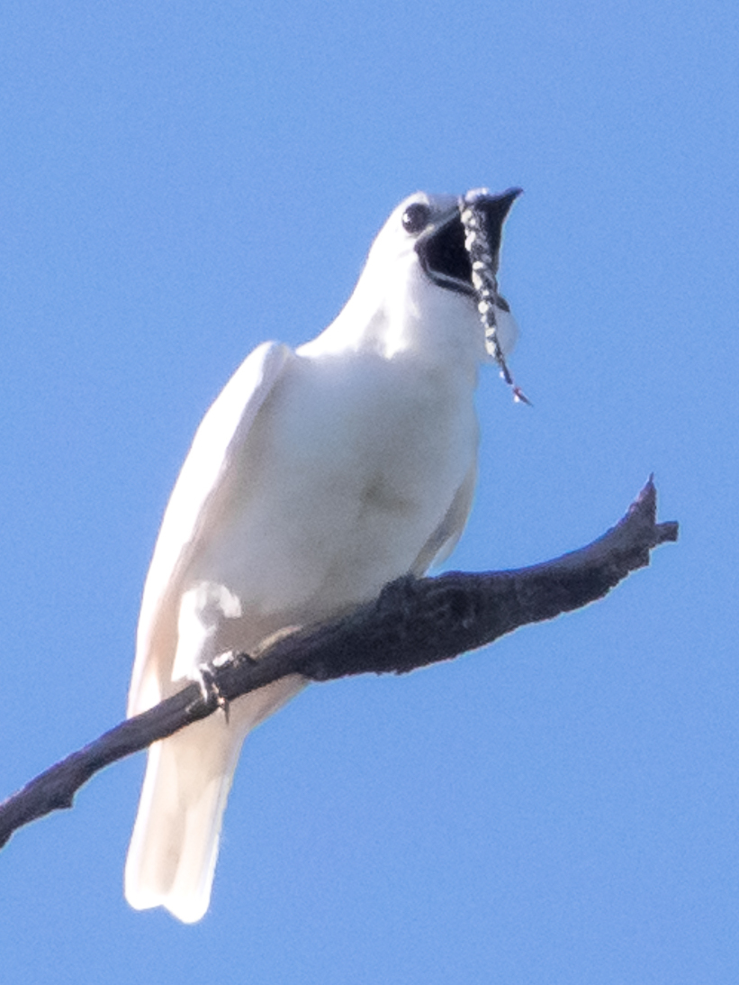 White bellbird With Louder Sound