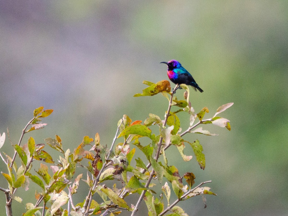 Purple-Colored Birds